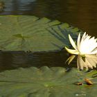 Water Lily