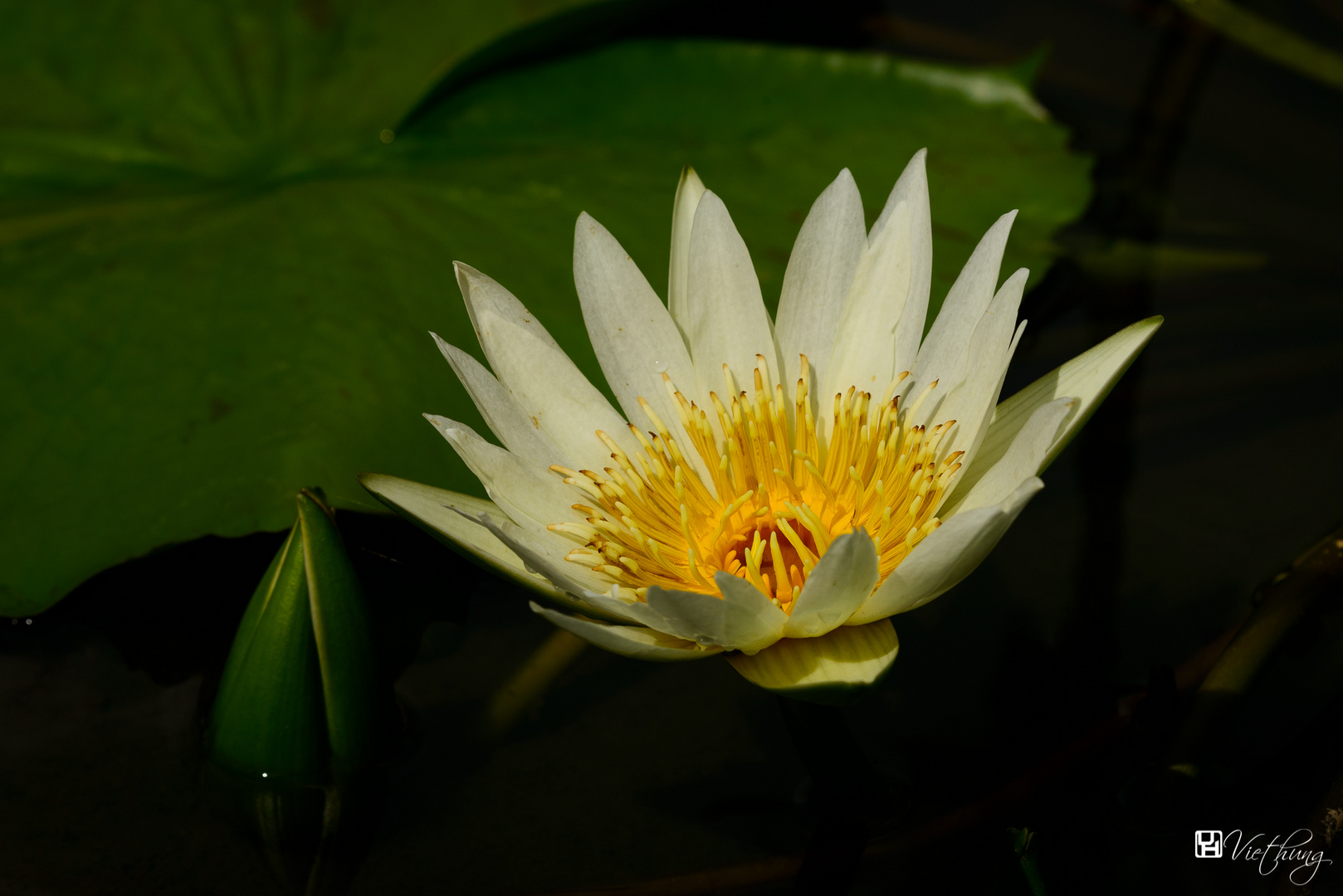 Water lily #9