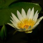 Water lily #9