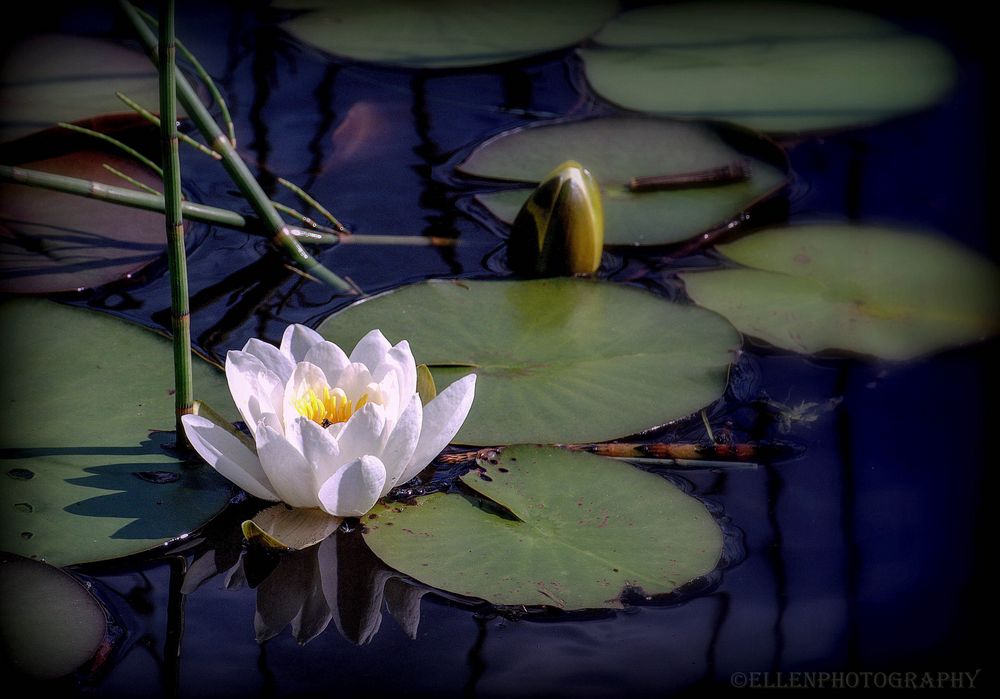 water lily