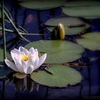 water lily