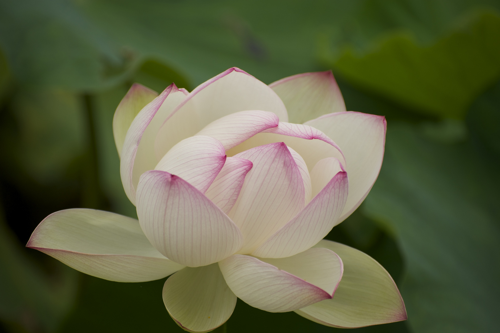 water lily