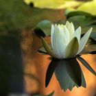 Water lily