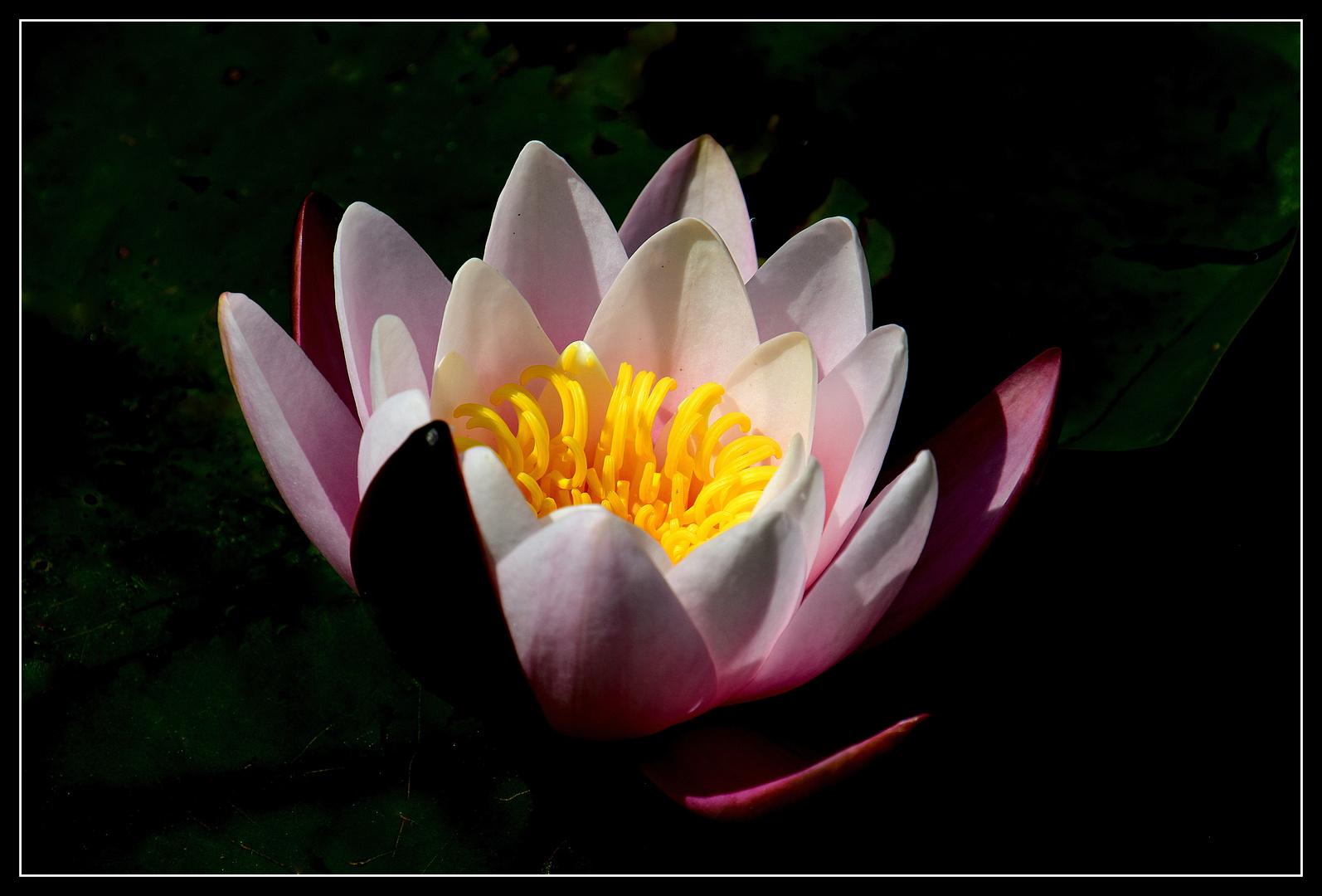 Water Lily