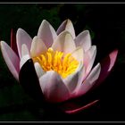 Water Lily