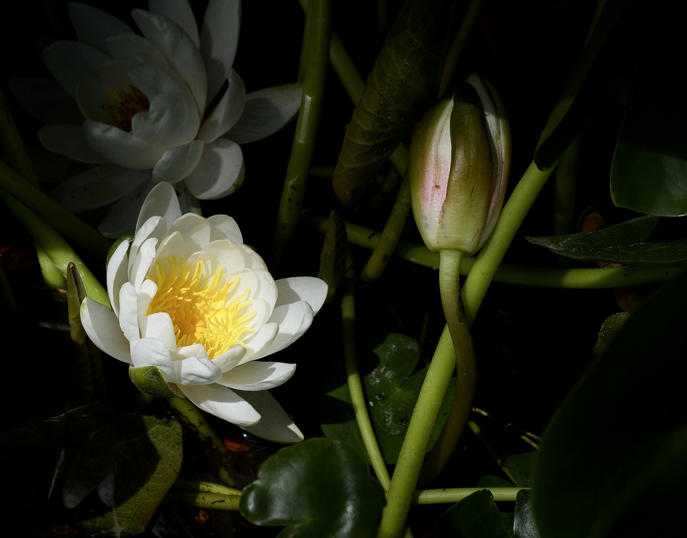 Water Lily