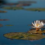 Water Lily