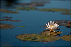 Water Lily