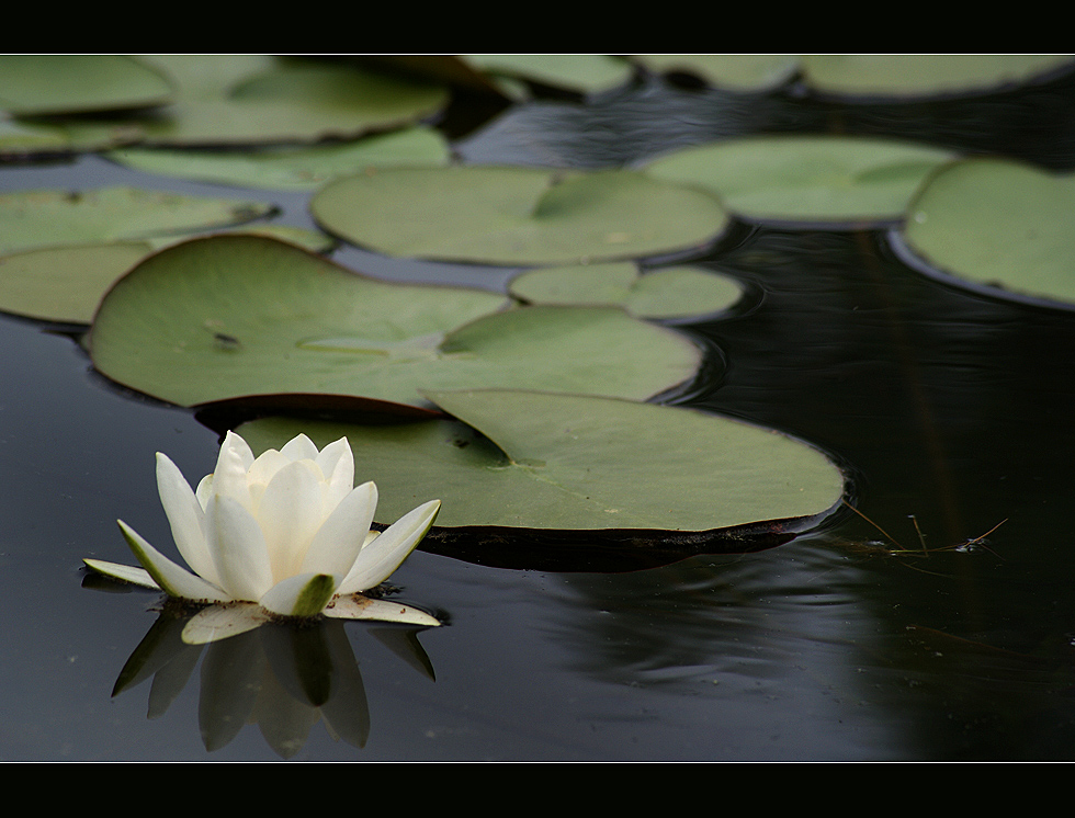 Water-lily