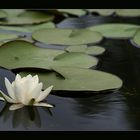 Water-lily