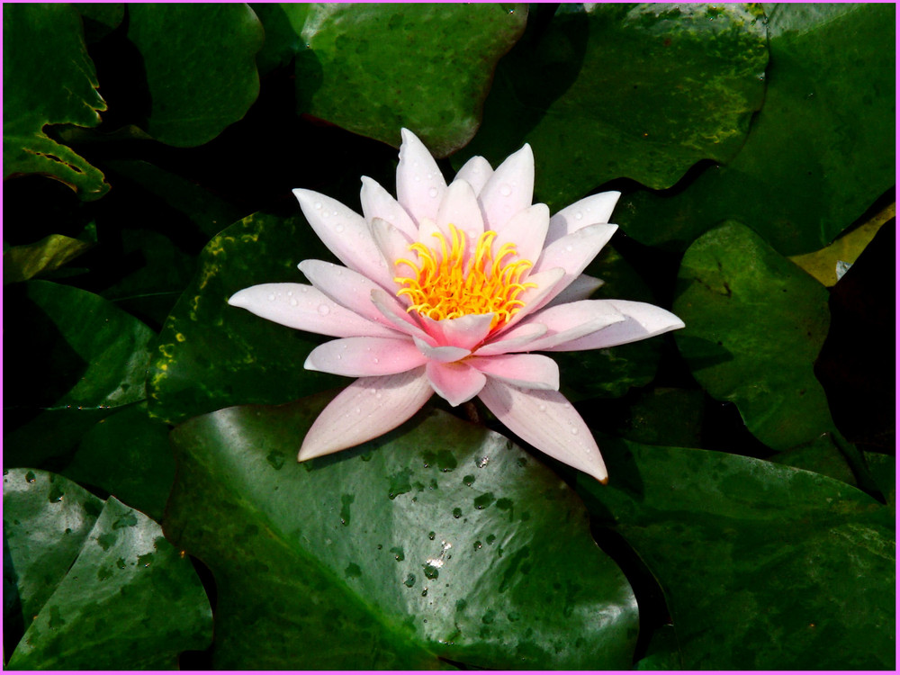 water lily