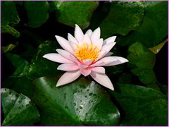 water lily