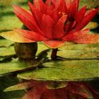 Water Lily