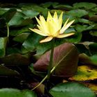 Water Lily