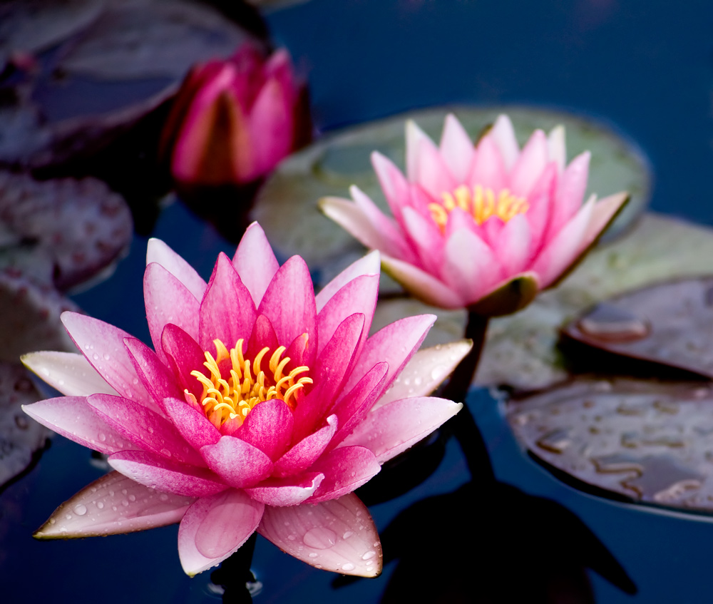 water lily