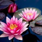 water lily