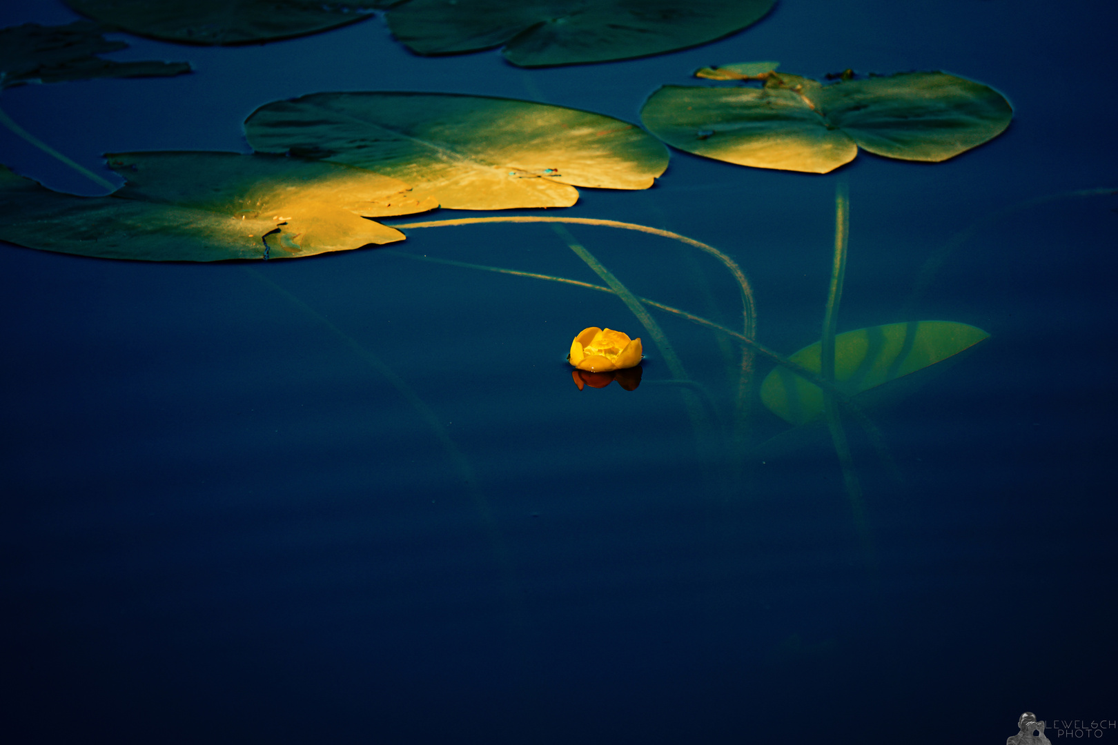 Water Lily And Dragonfly