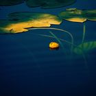 Water Lily And Dragonfly