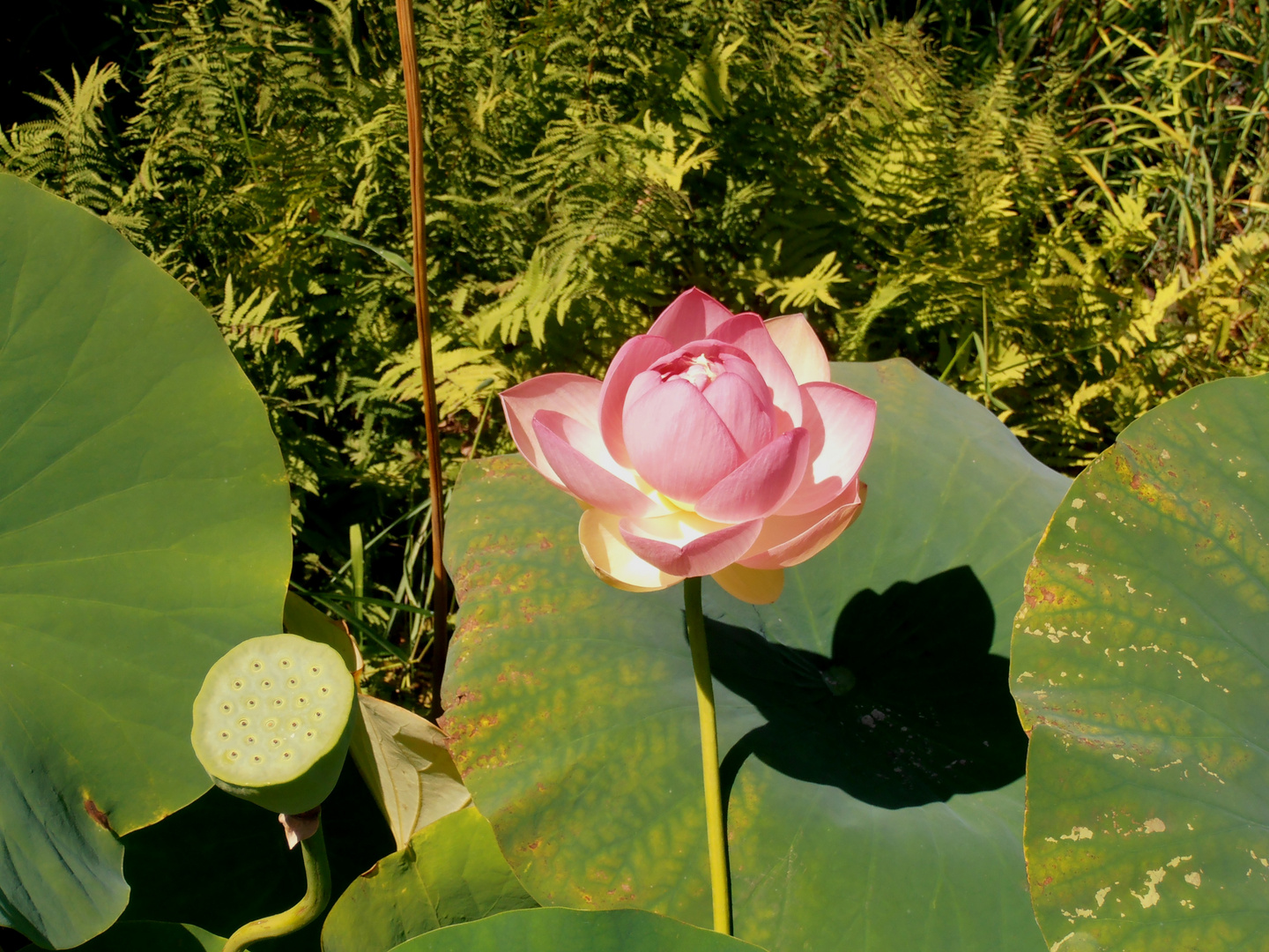 Water lily and the shadow