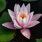 Water Lily