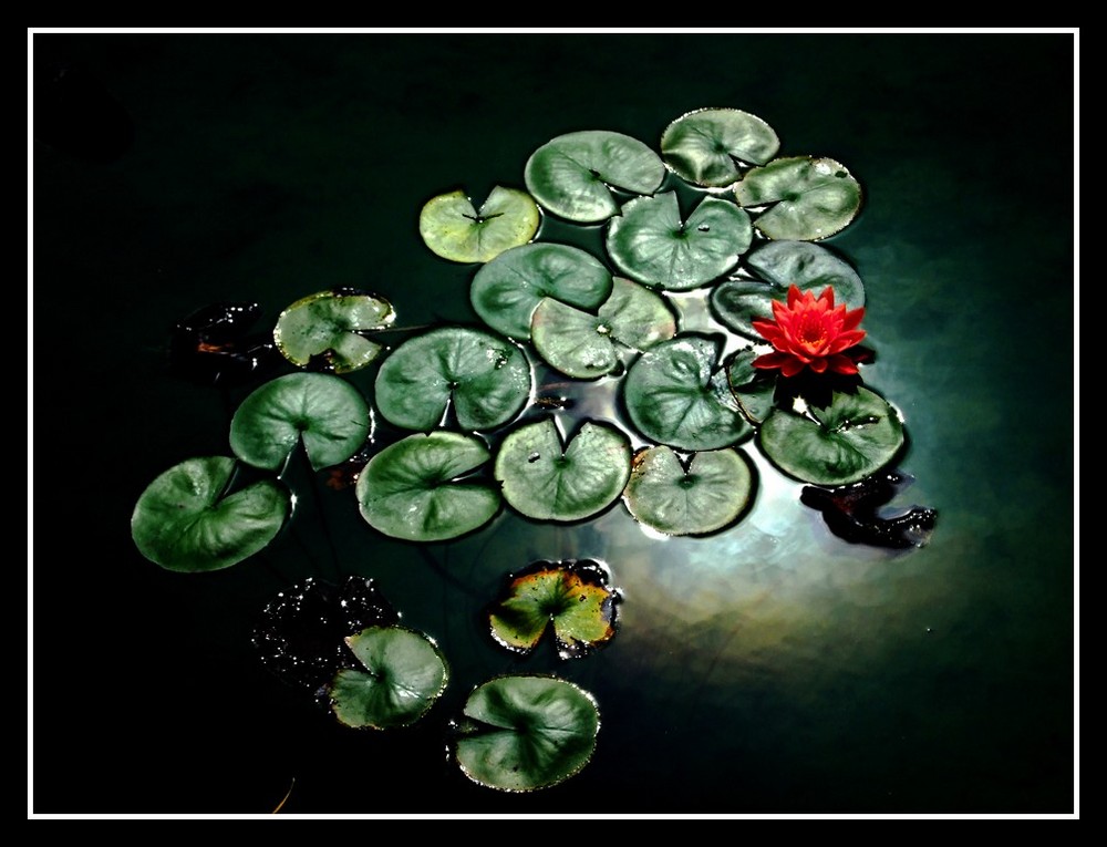 water-lily