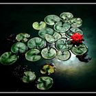 water-lily