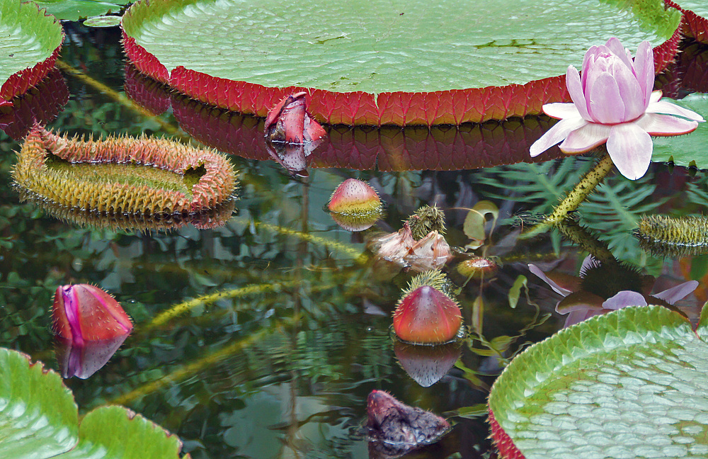 ..Water Lily..