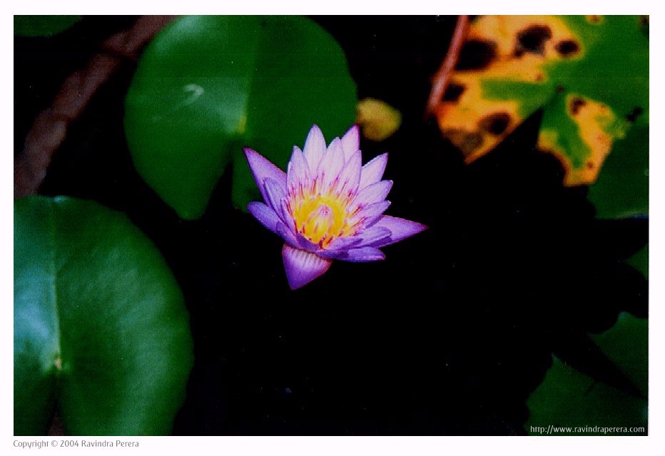 Water Lily