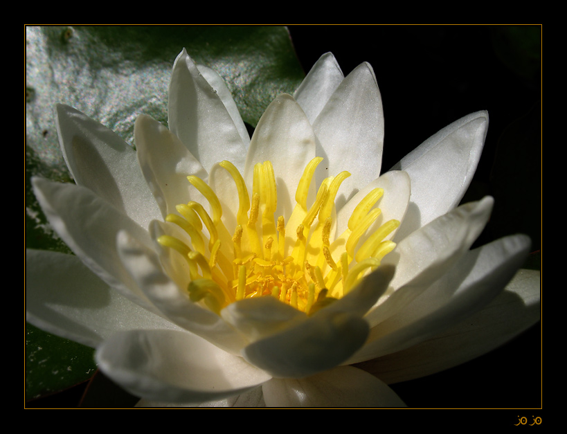 water lily