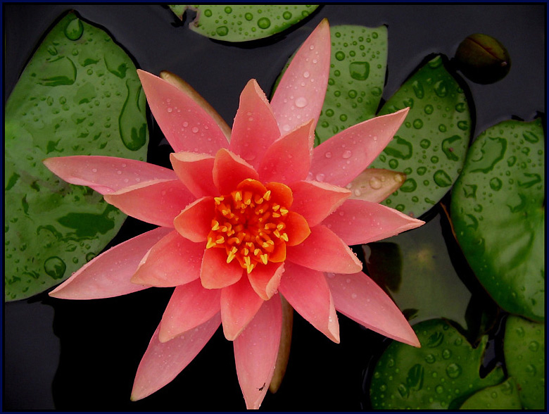 Water Lily