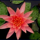 Water Lily