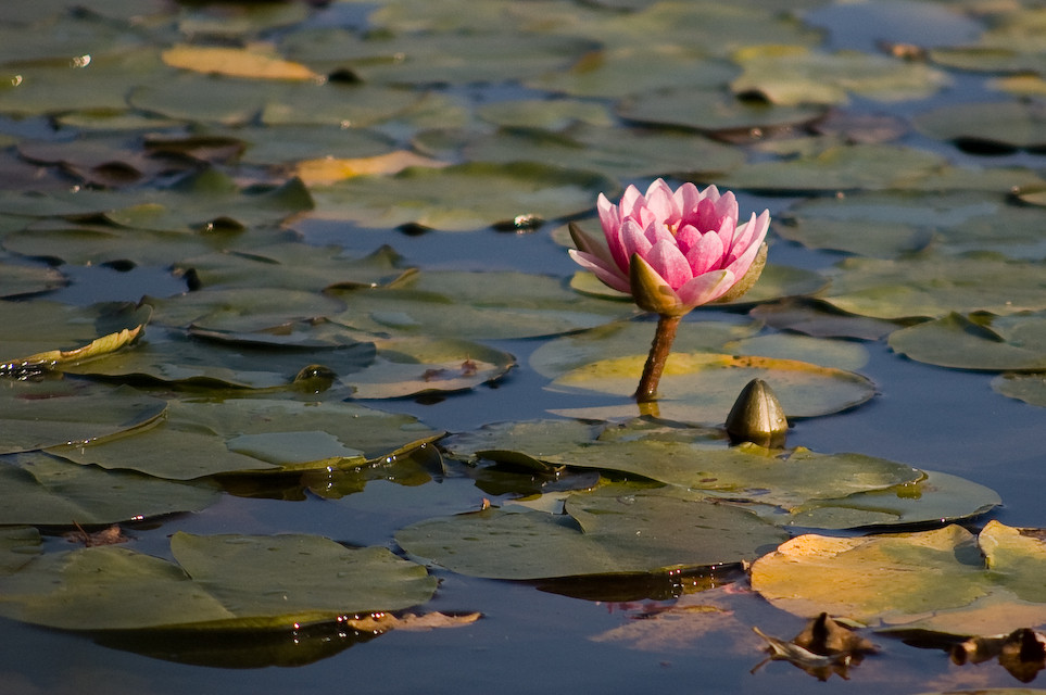 Water lily