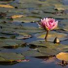 Water lily