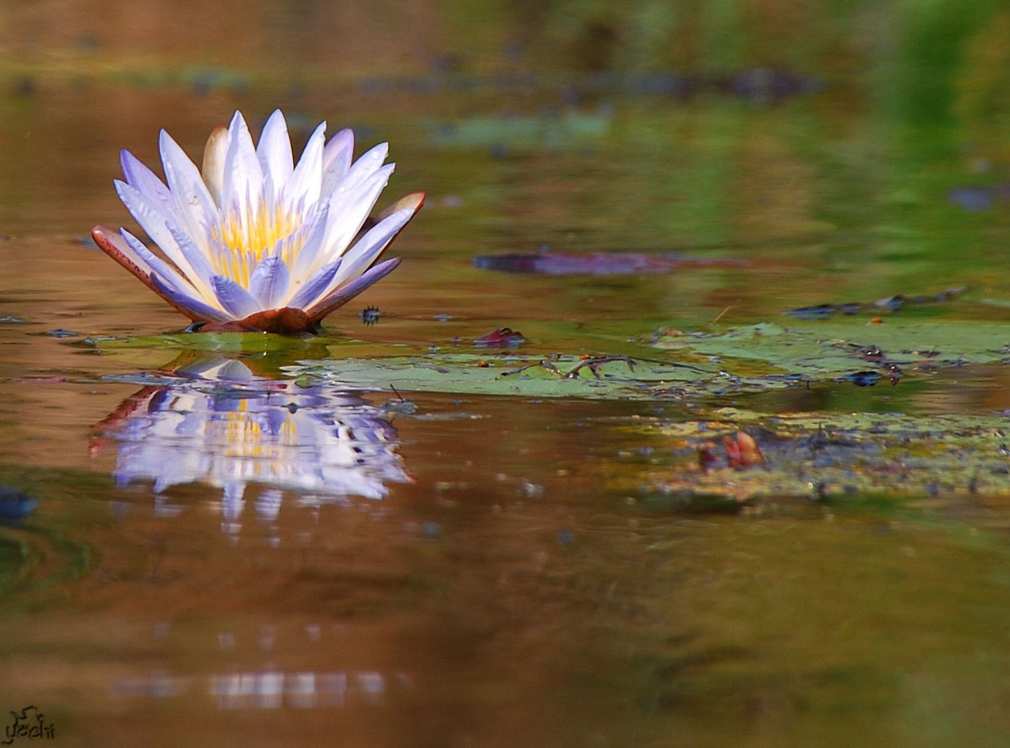 Water Lily