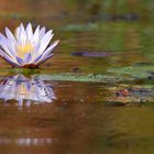 Water Lily