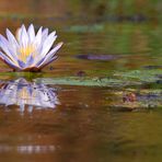 Water Lily