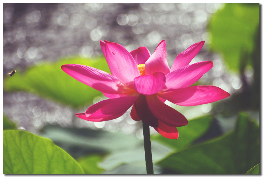 water lily