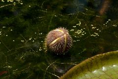 Water lily