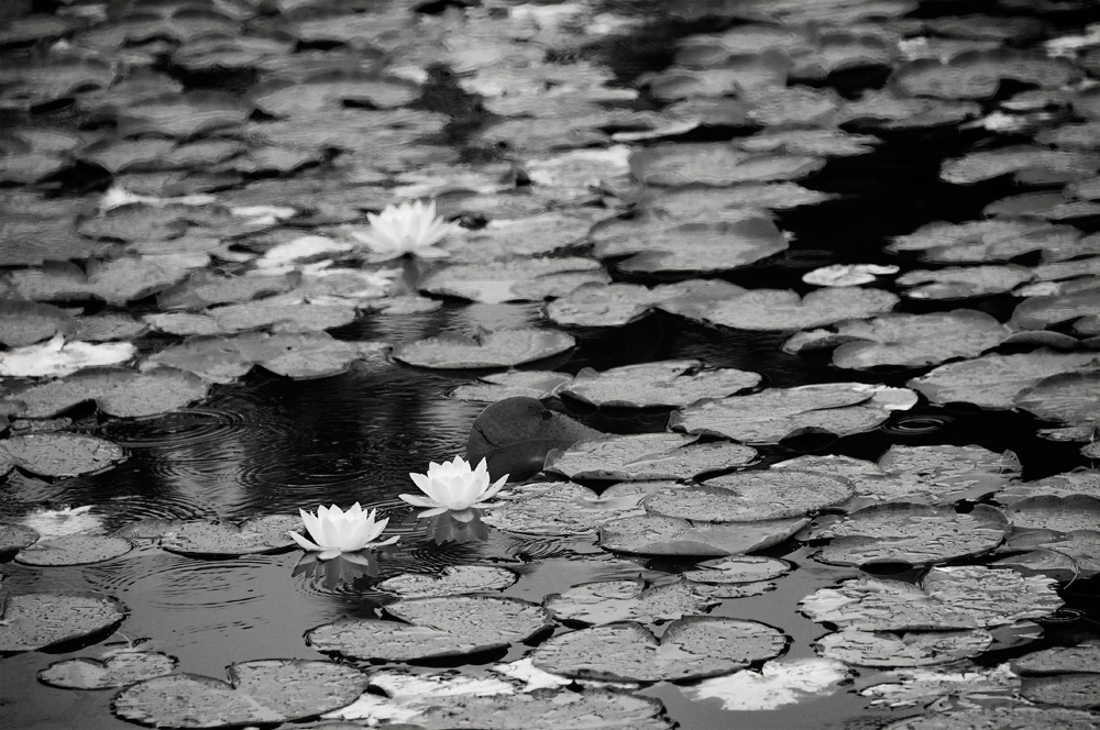 Water lily