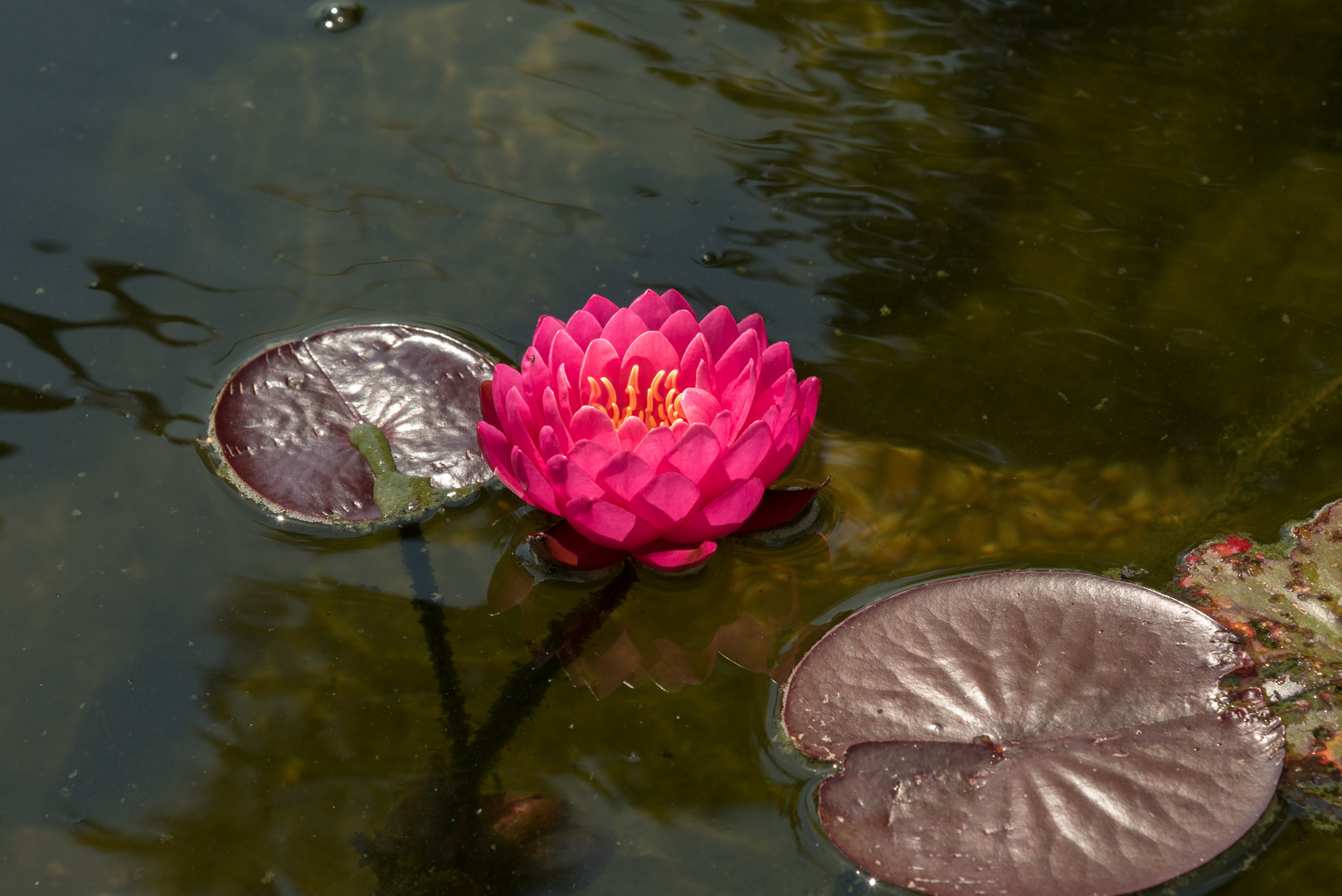 Water lily