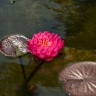 Water lily