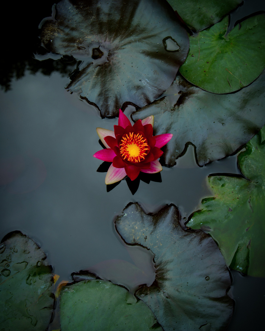 water lily