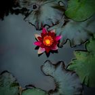 water lily