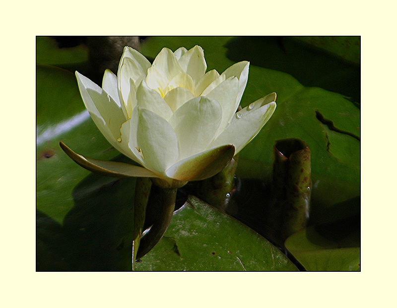 Water Lily