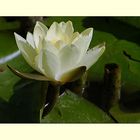 Water Lily