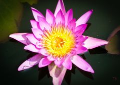 Water Lily