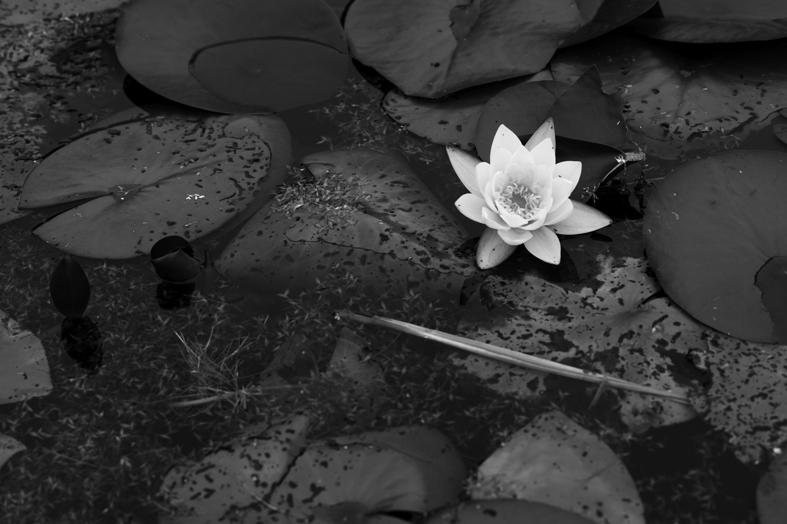 Water Lily