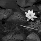 Water Lily