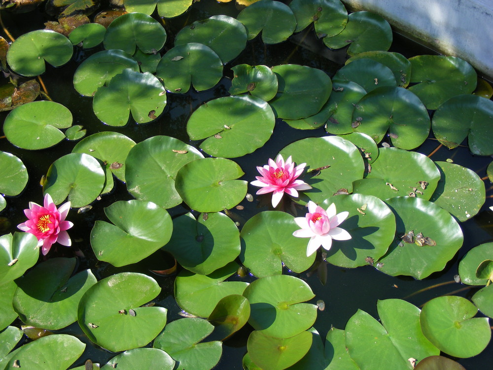 water lily