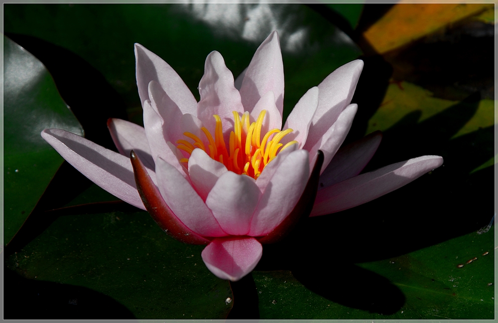 water lily